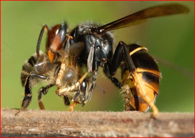 2009 02 05 15h04 frelon 20asiatique1 1  ツマアカスズメバチが日本に上陸。対馬では生態系が乱れる恐れ。