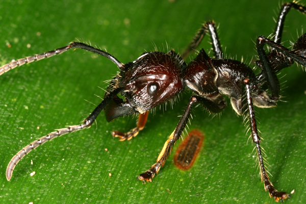 Paraponera clavataB6 パラポネラ(サシハシアリ)、別名弾丸アリ。