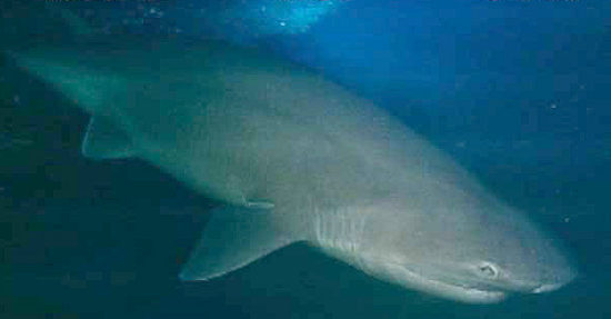 bluntnose sixgill shark カグラザメが青森県で捕獲される！
