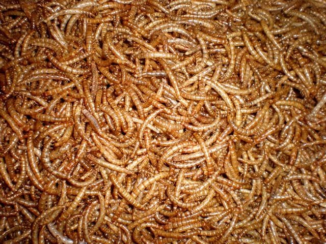 bulk mealworms ツヤケシオオゴミムシダマシ！人類の希望となる生物。