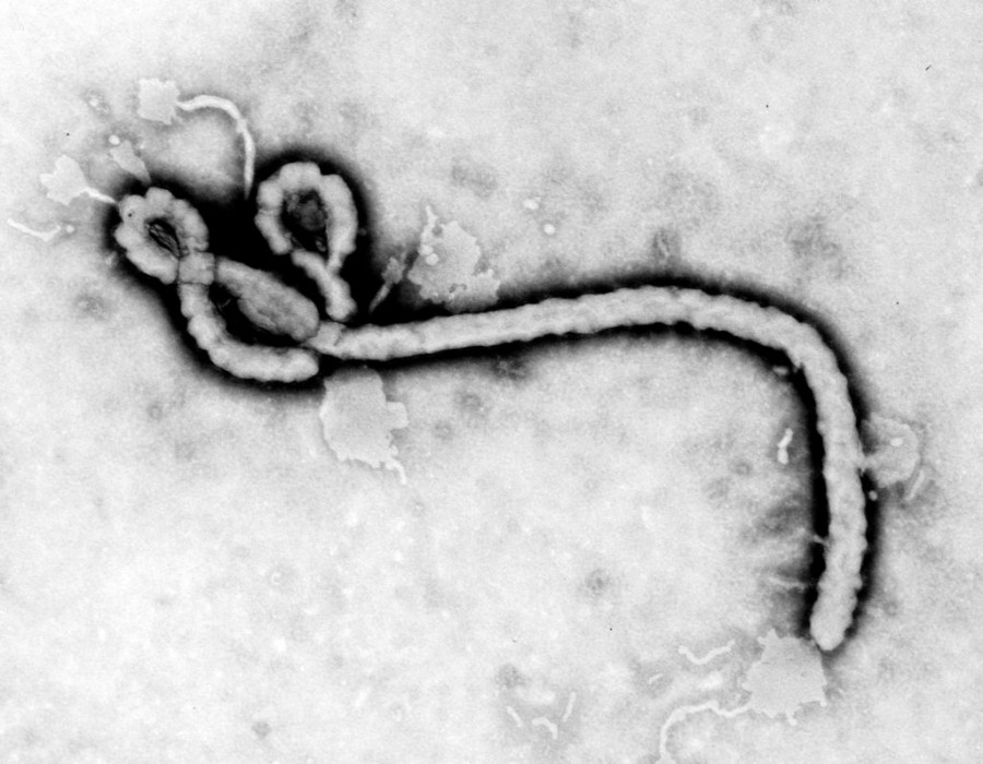 ebola 900x700 エボラ出血熱がギニアで猛威を振るう！