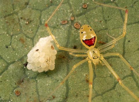 happy face spider ハナグモ、奇妙な見た目の人面グモ。