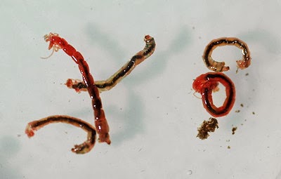 img chironomids bloodworm ネムリユスリカ、水分無しで生き延びる屈強な虫！