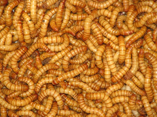 mealworm ツヤケシオオゴミムシダマシ！人類の希望となる生物。