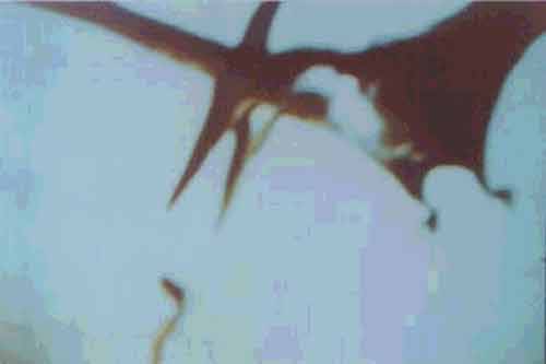 pterosaur lg プテラノドンは生存しているのか、各地で目撃される謎の翼竜！