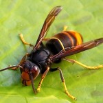 ツマアカスズメバチが日本に上陸。対馬では生態系が乱れる恐れ。