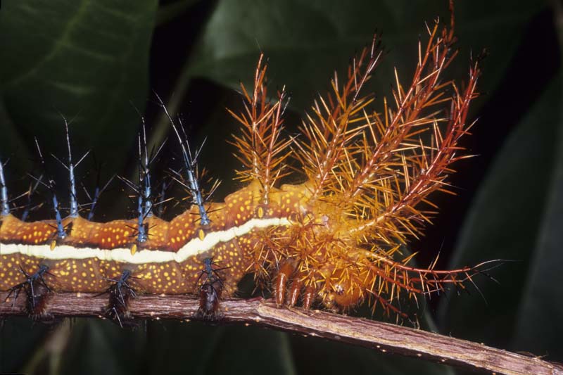 03 spiny caterpillar aposematic warning coloration urticating saturniidae amazon peru ベネズエラヤママユガ、猛毒を持つ幼虫！