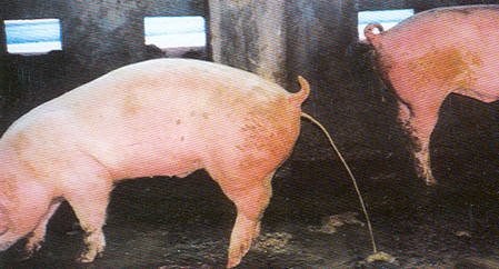 21 PED(豚流行性下痢)が日本全国で拡大中！