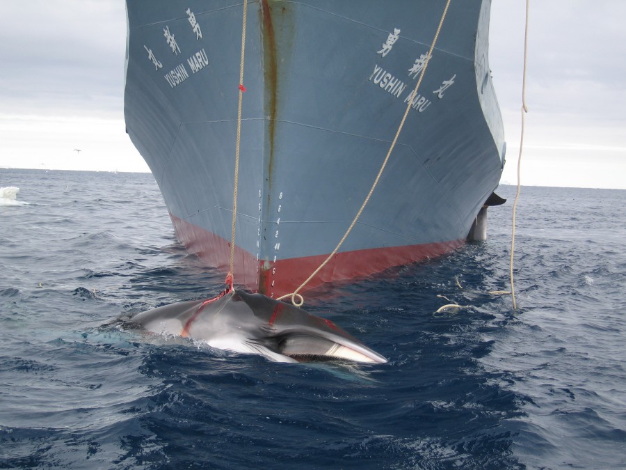 AustralianCustoms WhalingInTheSouthernOcean 3 900x675 調査捕鯨訴訟で日本が敗訴。南極での捕鯨は商業目的であるという判決が下される。