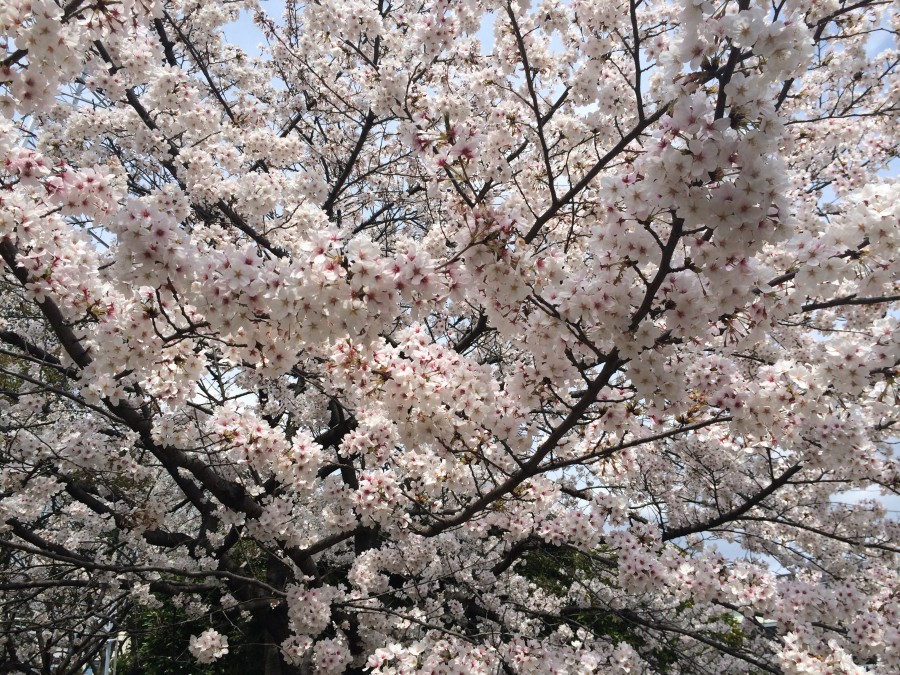 IMG 0111 900x675 桜が見ごろを迎えるも、雨や風の影響が懸念される。