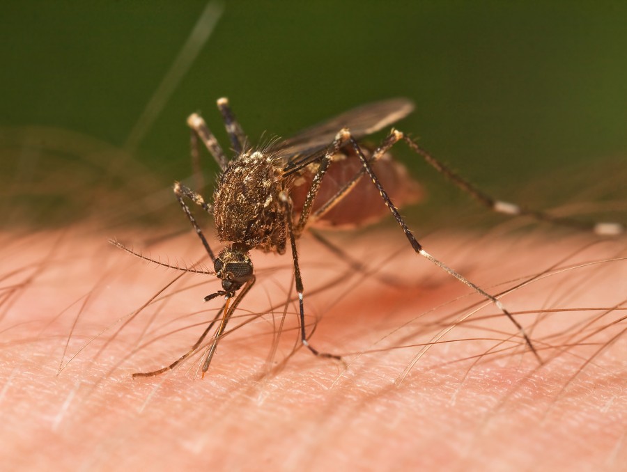 Mosquito Tasmania crop 900x678 蚊に刺される人はO型が多い！血液型を見分ける力。