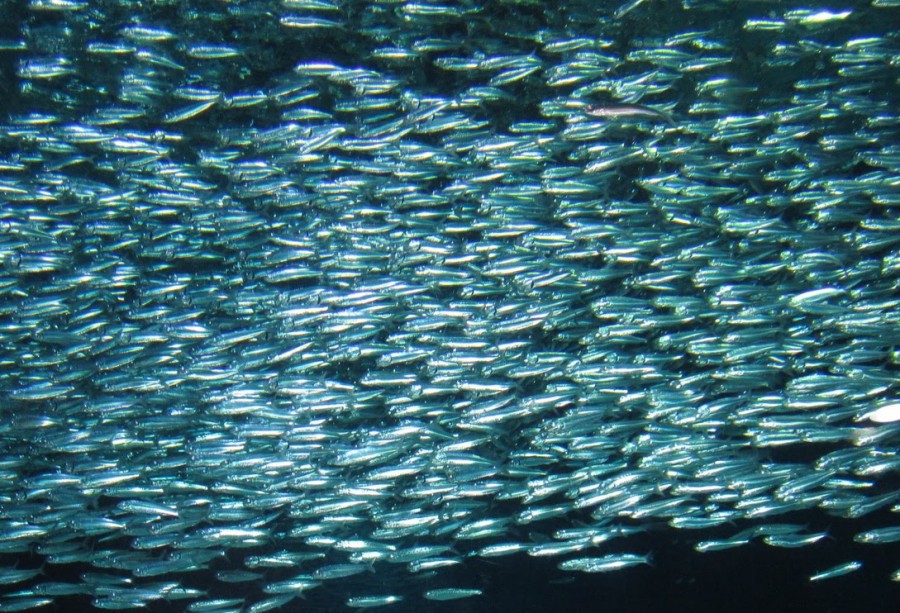 aquarium sardines 900x613 レジームシフトが原因でマイワシが高級食材になる可能性が浮上。