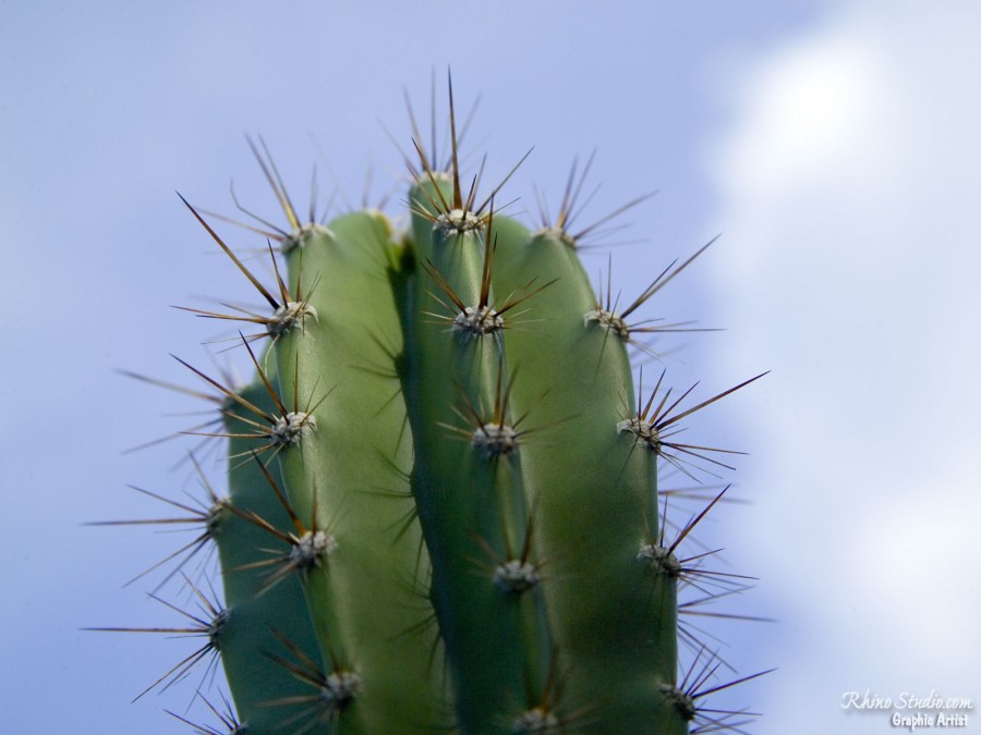 cactus 900x675 サボテンが生きていける理由！