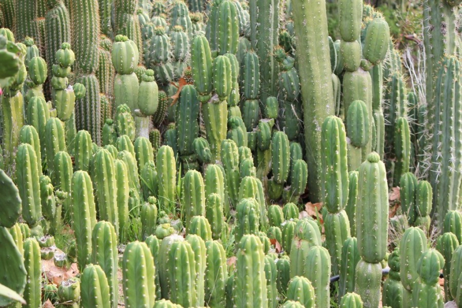 cactus header 1024x683 900x600 サボテンが生きていける理由！