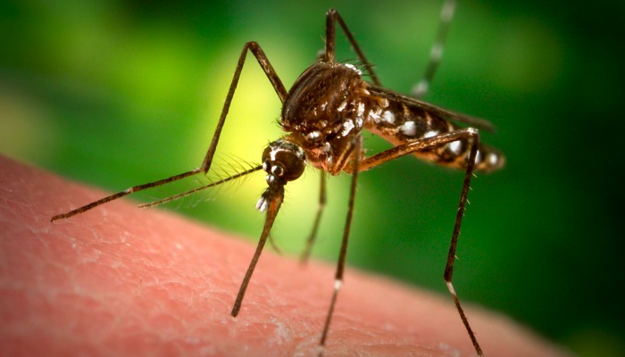 how to relieve mosquito bites 蚊に刺される人はO型が多い！血液型を見分ける力。