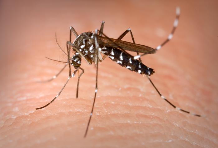 mosquito01 蚊に刺される人はO型が多い！血液型を見分ける力。