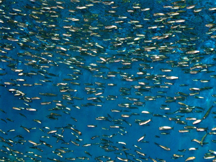 sardine school 900x675 レジームシフトが原因でマイワシが高級食材になる可能性が浮上。