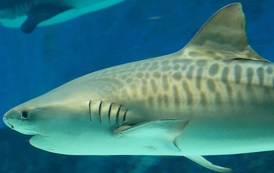 195cf68540c1e2d76b3d0dcd84aa1951 オーストラリアで大量のサメが駆除される。シーシェパードは反論。