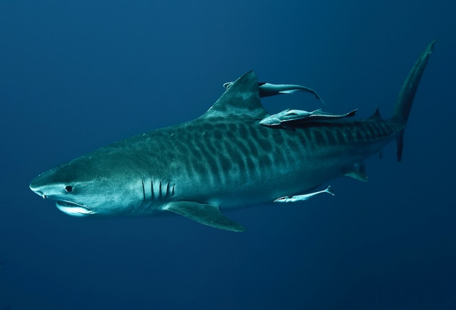 Clear Tiger Shark Picture In Deep Blue Sea 900x613 オーストラリアで大量のサメが駆除される。シーシェパードは反論。