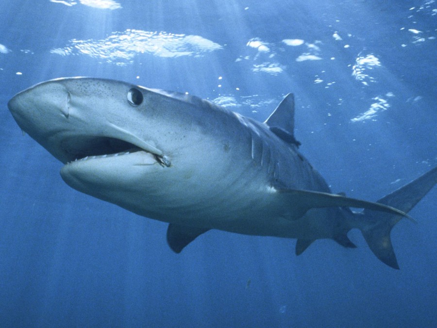 Tiger Shark tiger shark 31662823 1600 1200 900x675 オーストラリアで大量のサメが駆除される。シーシェパードは反論。