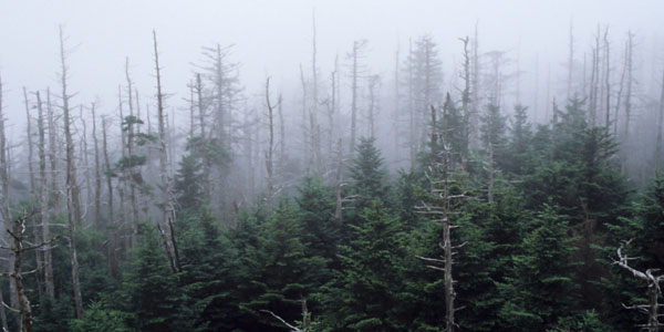 acid rain forest 600x300 大量絶滅は酸性雨が大きな要因か。