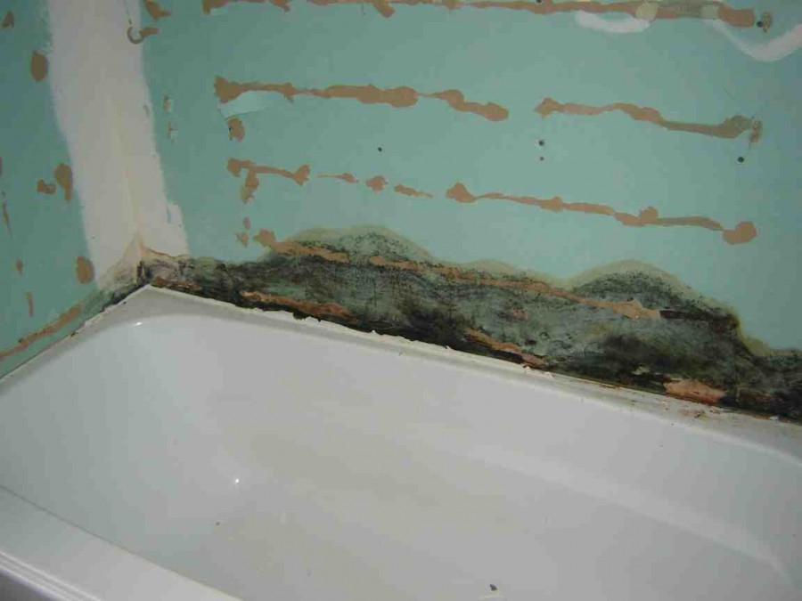 2949d1207006547 mold framing bathroom wall bath 5 900x675 夏カビ肺炎、正式名称夏型過敏性肺炎が発生し始める。