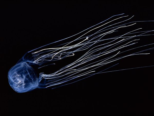 box jellyfish doubilet 18492 600x450 キロネックス、猛毒を持つ危険なクラゲ！