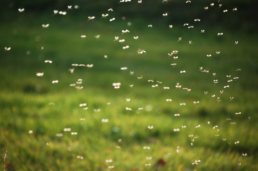 effective mosquito protection in birminham starts with mosquito squad 900x598 蚊を遺伝子操作！95%を雄にして後に全滅へ！
