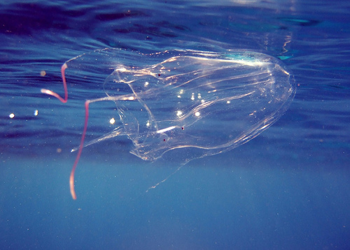 jellyfish  boxwater キロネックス、猛毒を持つ危険なクラゲ！