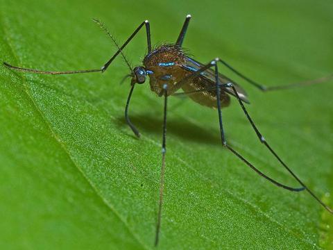 Nemato4 蚊が減っている？猛暑による水溜まりの減少が原因か。