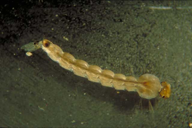culicidae unknown larva dorsal m 01 蚊が減っている？猛暑による水溜まりの減少が原因か。