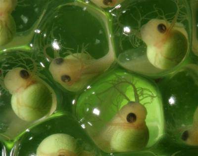 081105 frog embryos 02 grid 6x2 カモノハシガエル。絶滅から蘇る可能性も。