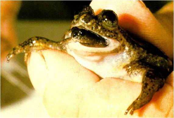 Rheobatrachus silus with baby Southern Gastric Brooding Frog カモノハシガエル。絶滅から蘇る可能性も。