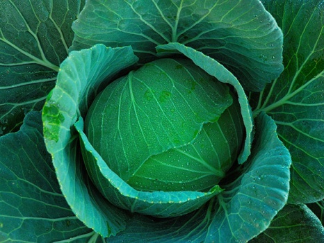 nanofood cabbage ナノ食品の可能性。食事スタイル激変の兆し。