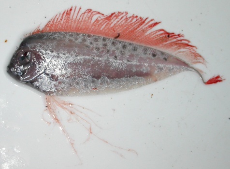 Dealfish 富山湾でユキフリソデウオの幼魚が大量に捕獲される！